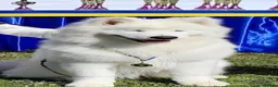 Samoyed dogs for sale: Beautiful pedigree kc Samoyed  - Advert 23