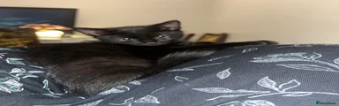 Mr Cookie 