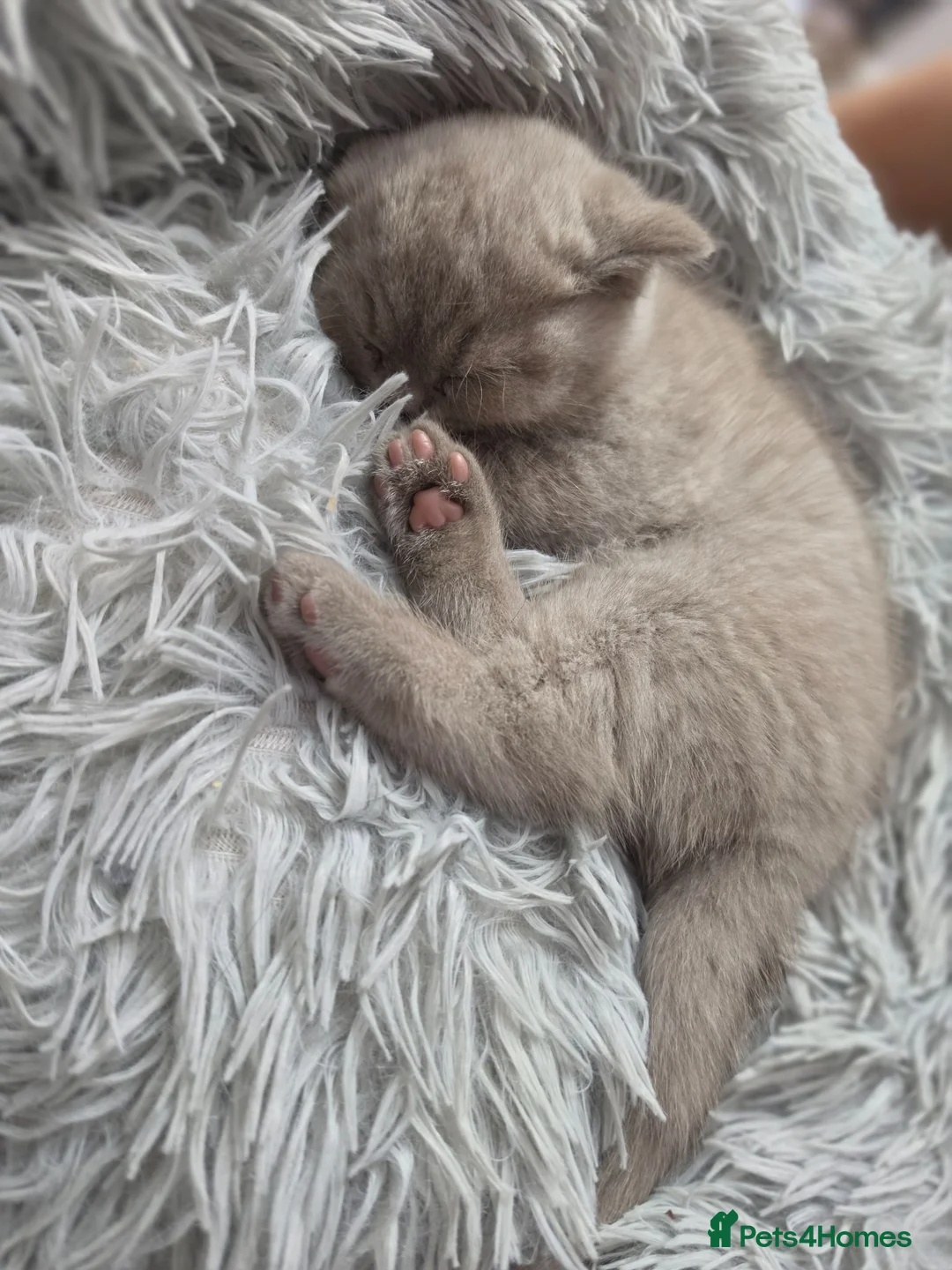 British Shorthair cats for sale: British Shorthair Kittens, 1 Boy & 2 Girls - Advert 13
