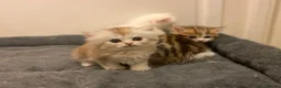 Munchkin cats for sale: Full Pedigree Munchkin Kittens - Advert 5