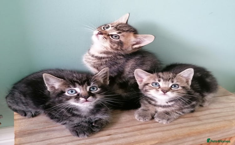 Mixed Breed cats - Advert 7