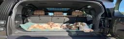 Italian Spinone dogs for sale: Italian Spinone Puppies - Advert 15