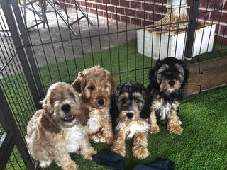 Cockapoo dogs - Advert 14