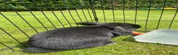 Mini Lop rabbits for sale: Mini Lop Pure Bred Black Females  - Advert 4