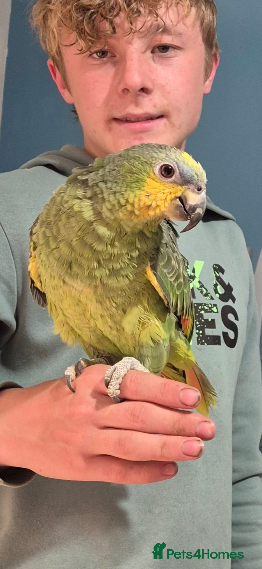 Parrots birds for sale: Beautiful Amazon parrot - Advert 5