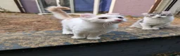American Curl cats for sale: Beautiful, playful Rare American Curl Kittens - Advert 13