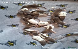 Rat rodents for sale: Baby rats - Image 9