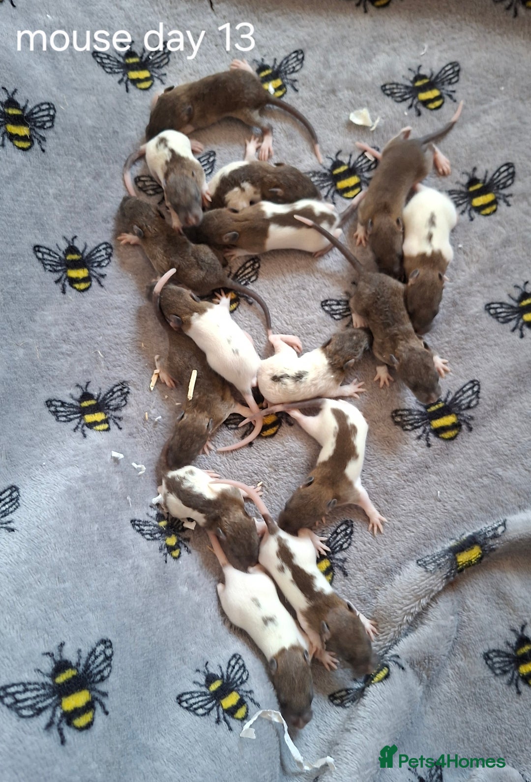 Rat rodents for sale: Baby rats - Image 9