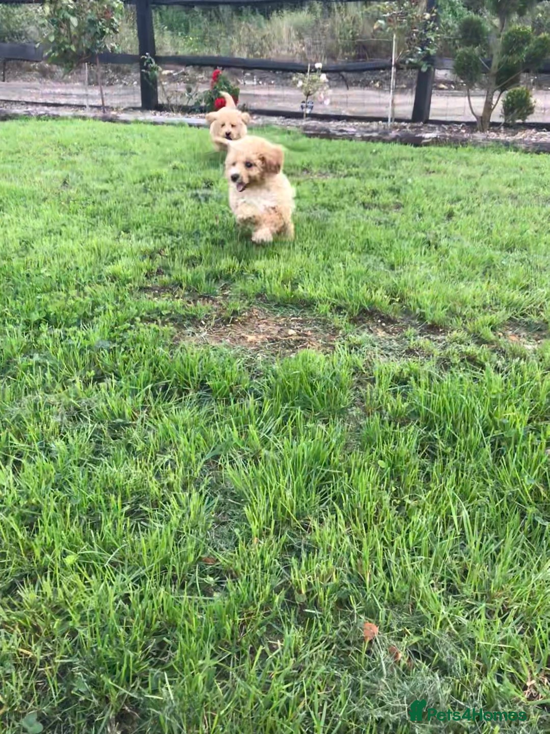 Cavapoochon dogs for sale: Cavapoochon puppys  - Image 3