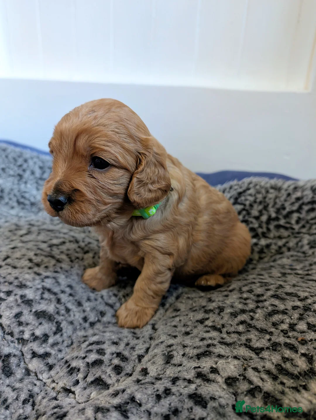 Cavapoo dogs for sale: Gorgeous F1bb cavapoo puppies in Keswick - Advert 23