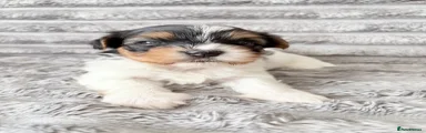 Biewer Terrier 4