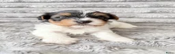 Biewer Terrier dogs for sale: ❤️ Beautiful Biewer Terriers 1 Boy & 2 Girls  ❤️ - Advert 9