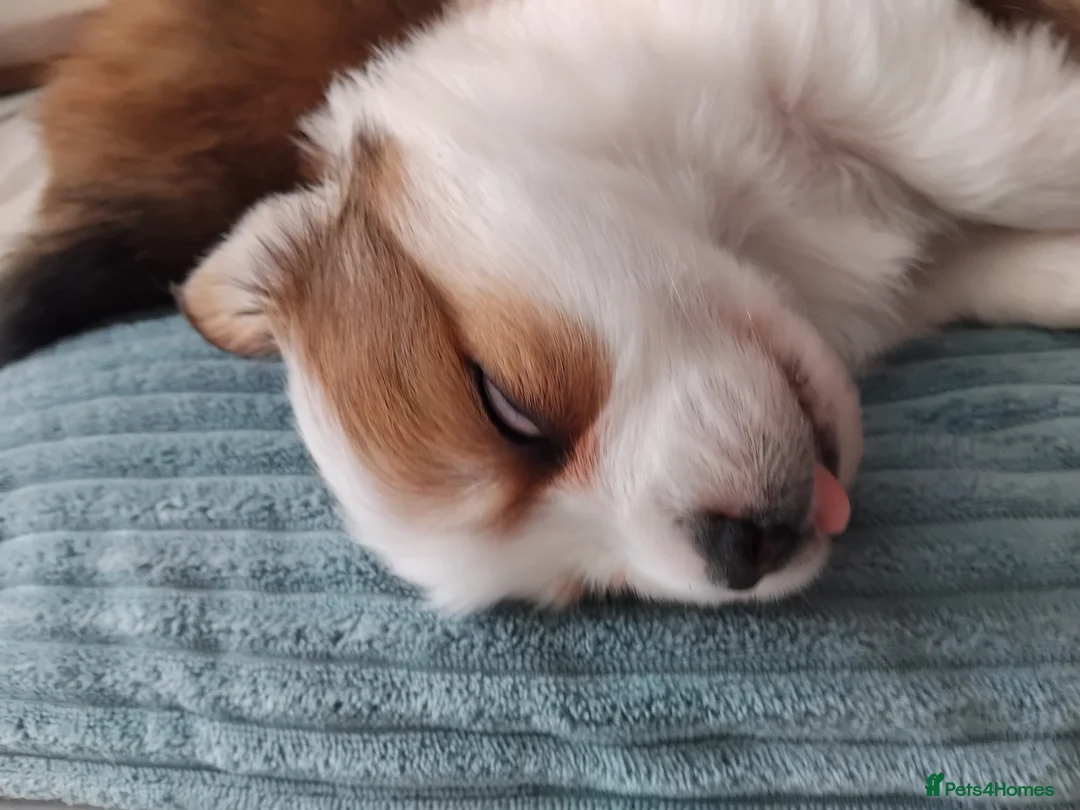 Pomchi dogs for sale: Pomchi puppies - Advert 10