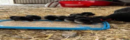 Chickens poultry for sale:     Brahma Bantam × Black Copper Marans Chicks in Abergele - Advert 2
