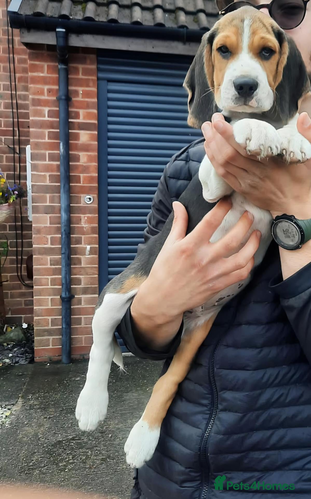 Beagle dogs Beautiful Beagle Puppies Looking For A Loving Home - Advert 3