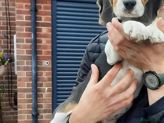 Beagle dogs Beautiful Beagle Puppies Looking For A Loving Home - Advert 3