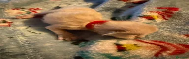 Ragdoll 5
