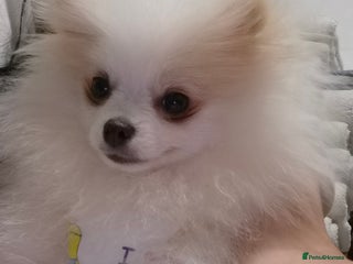 Pomeranian dogs - Advert 11