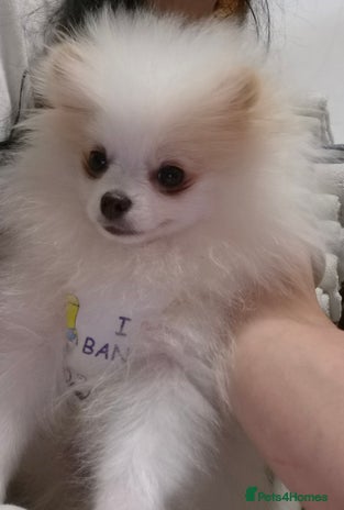 Pomeranian dogs - Advert 3
