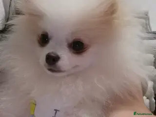 Pomeranian dogs 💝💝 SOLD❣️❣️❣️High-quality Korea/Russia 💝💝 - Advert 8