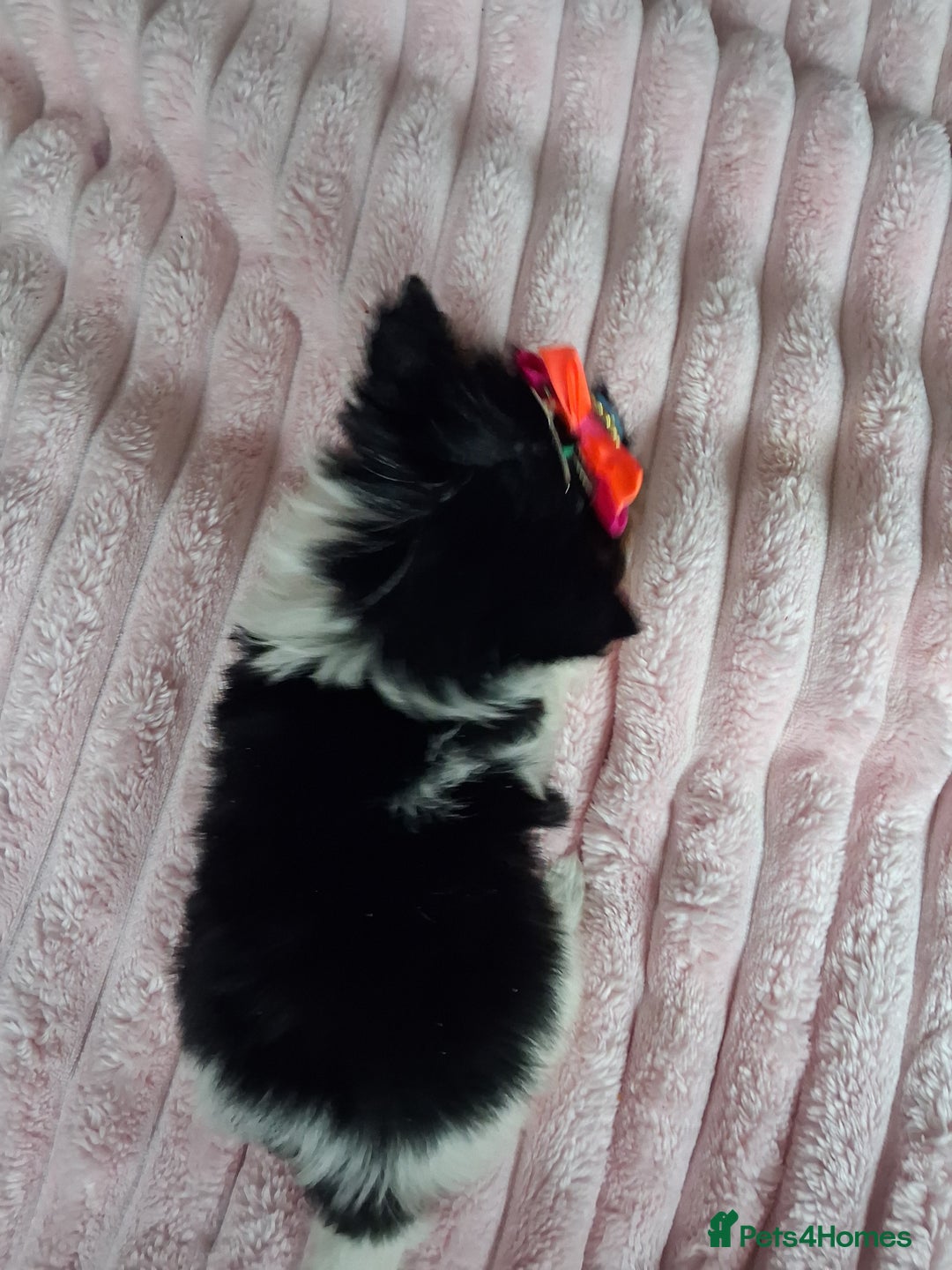 Biewer Terrier dogs for sale: Beautiful 2 mini girls - Advert 33