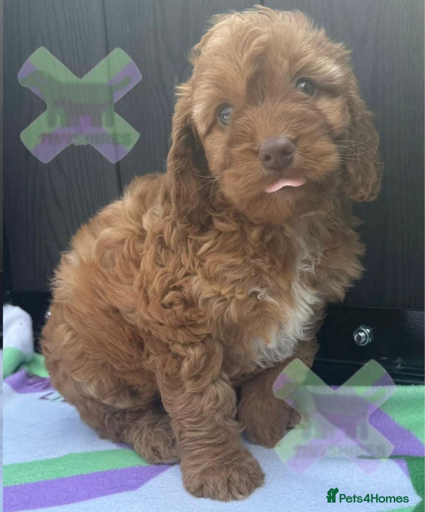 Cockapoo dogs F1 mini cockapoos 30 dna health tested clr - Advert 1