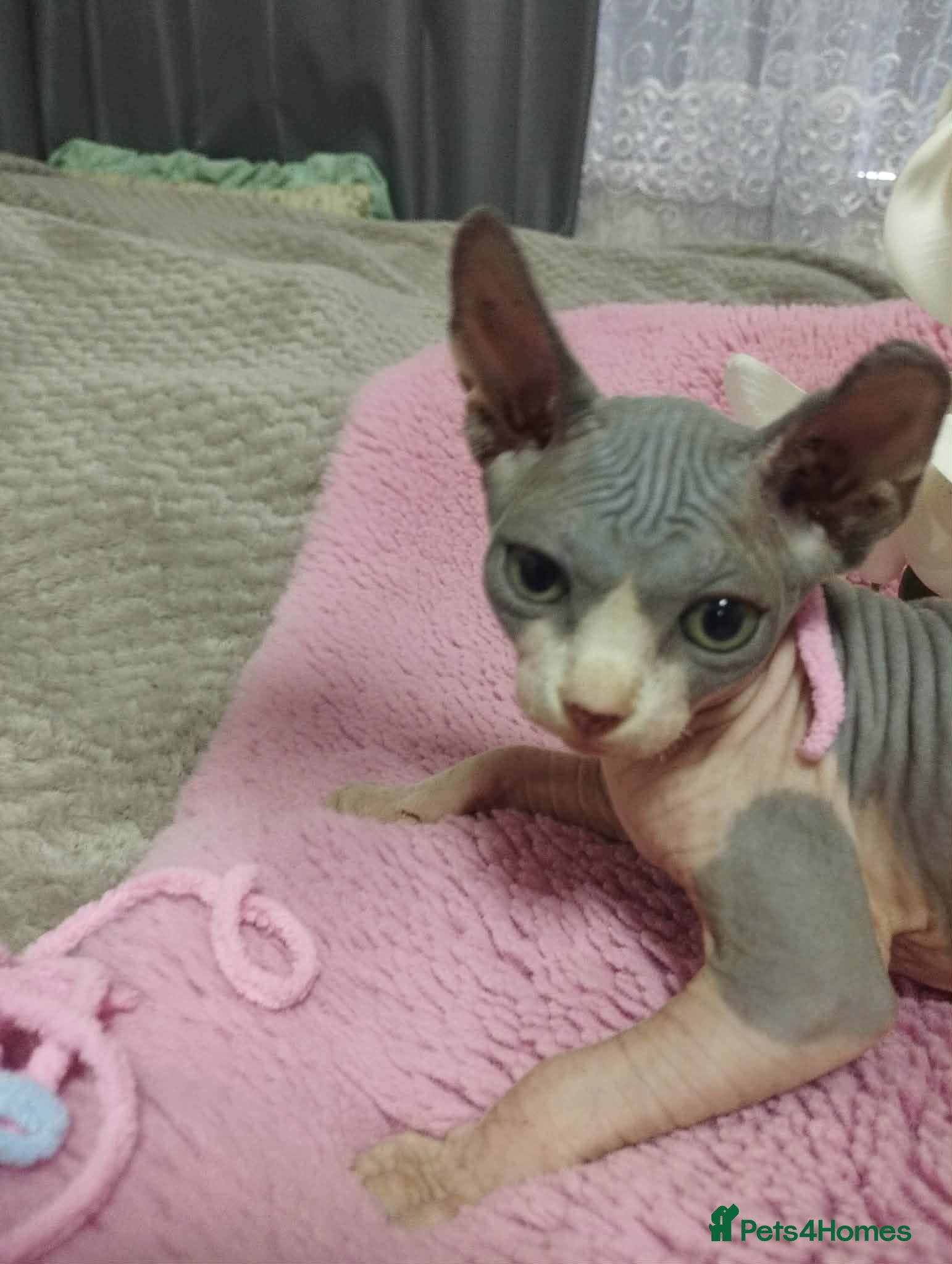 Sphynx cats Beautiful 4 girls kittens - Advert 7