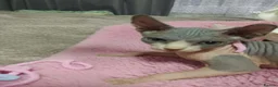 Sphynx cats for sale: Beautiful kittens - Advert 5