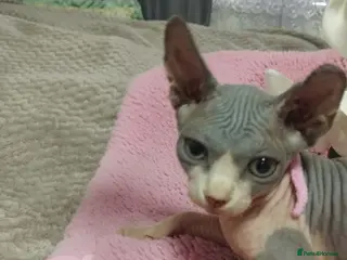 Sphynx cats Beautiful 4 girls kittens - Advert 7