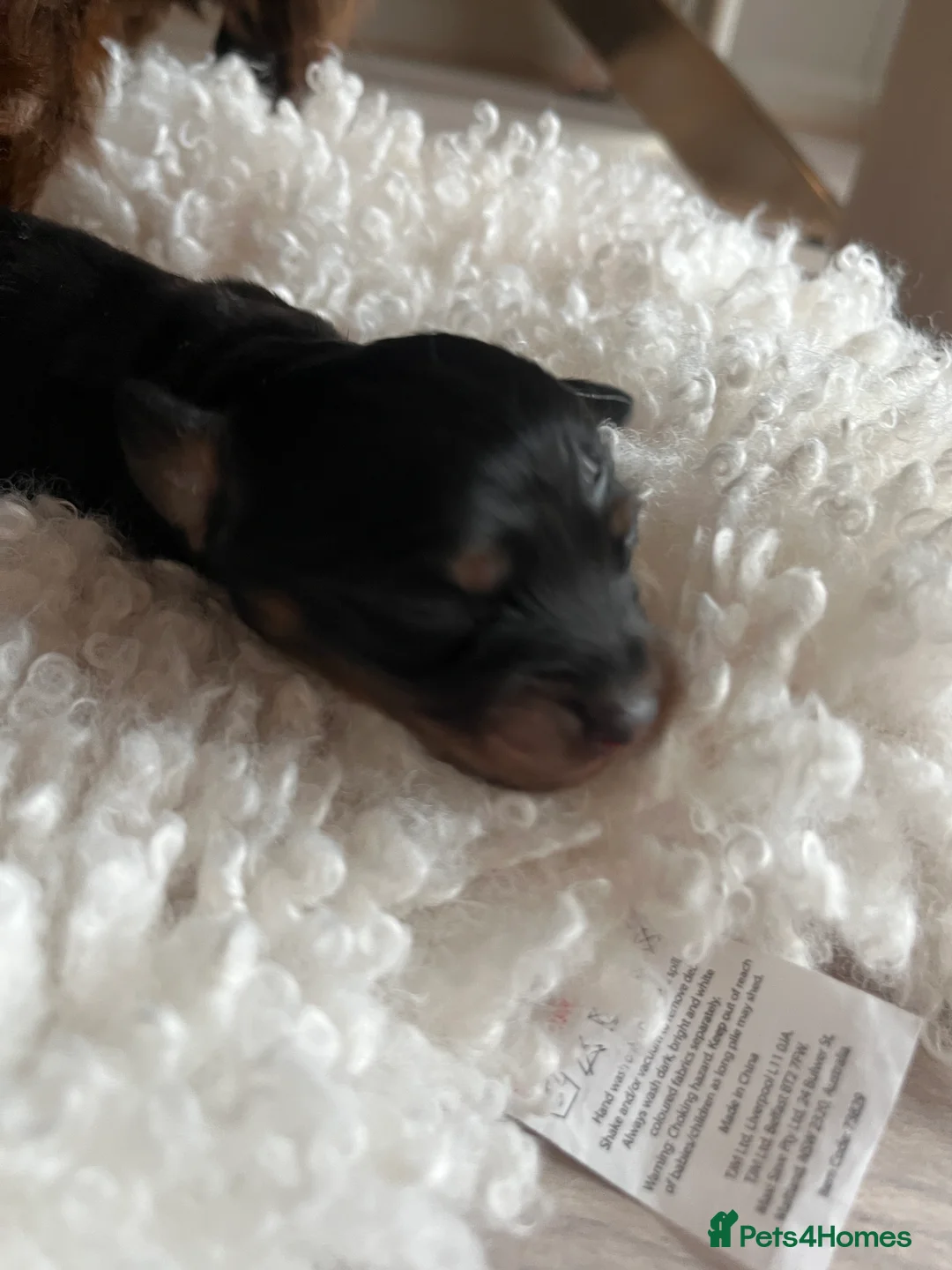 Miniature Dachshund dogs for sale: Miniature dachshunds for sale  - Advert 32
