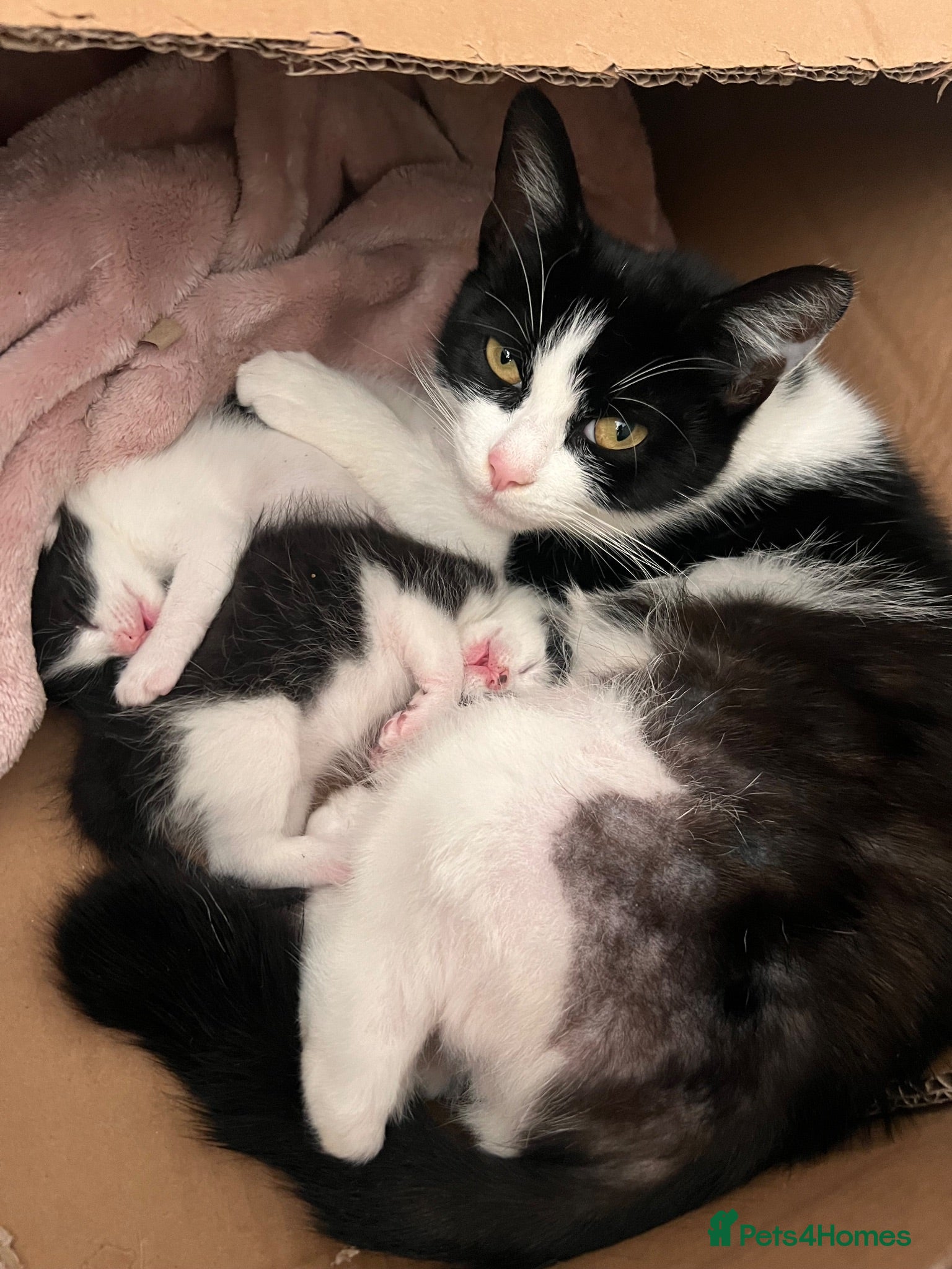Mixed Breed cats 5 kittens for sale  - Advert 1