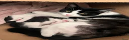 Mixed Breed cats for sale: 5 kittens for sale  in Southend-on-Sea - Advert 1