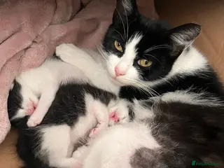 Mixed Breed cats 5 kittens for sale - Advert 1