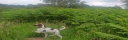 English Springer Spaniel dogs for sale: Rehoming much loved pup in Skegness - Advert 7
