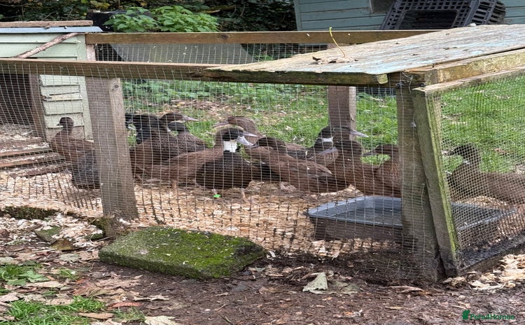 Ducks poultry - Advert 12