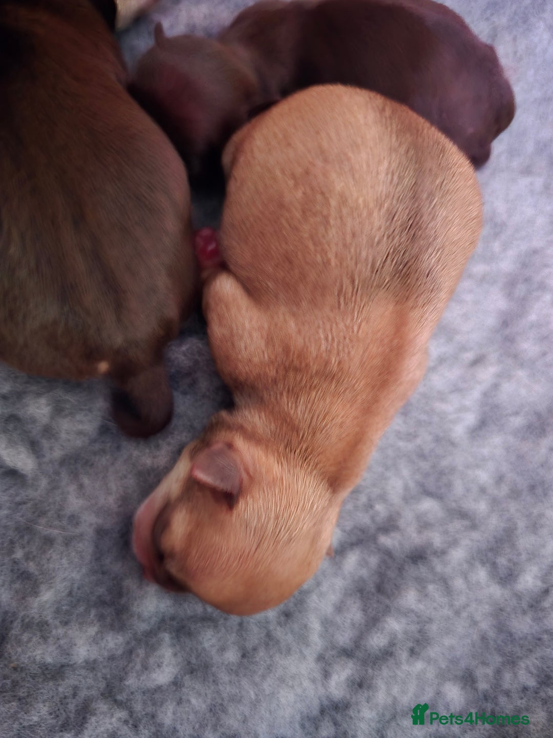 Chihuahua dogs for sale: EXCELLENT BLOODLINE SMOOTHCOAT CHIHUAHUA PUPPIES - Image 11