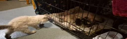 Mixed Breed cats for sale: Rare opportunity to have loving bottle fed Kittens in Melton Constable - Advert 24