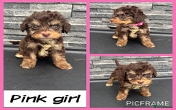 Cockapoo dogs for sale: 🩵💗OUTSTANDING F1 COCKAPOOS💓🩵 - Image 1