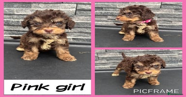 Cockapoo dogs - Advert 4