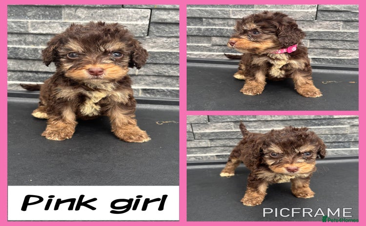 Cockapoo dogs - Advert 1