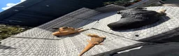 Bearded Dragon reptiles for sale: Bearded dragon and full set up  - Advert 4