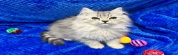 Siberian cats for sale: 🩶🩶Stunning Silver Traditional Siberian’s🩶🩶 - Advert 10