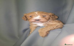 Cockapoo dogs for sale: Gorgeous f3 cockapoo puppies - Image 4