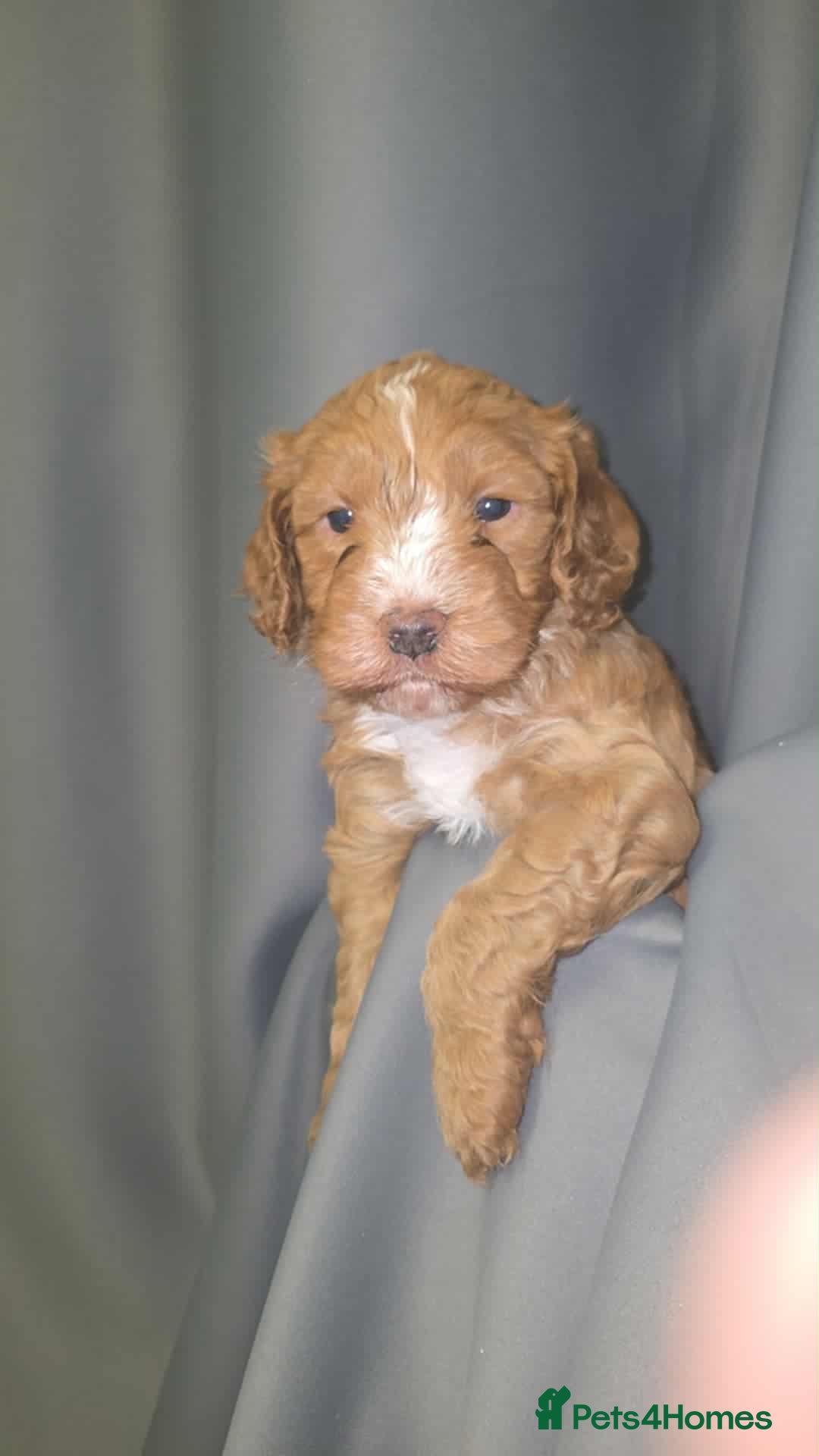 Cockapoo dogs for sale: Gorgeous f3 cockapoo puppies - Image 4
