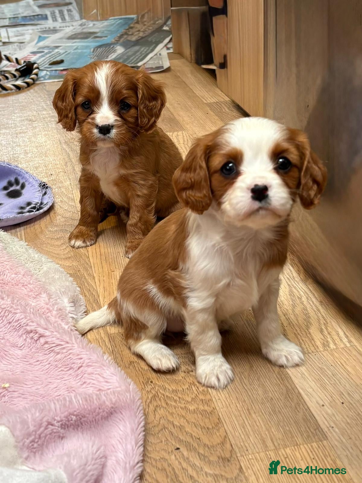Cavalier King Charles Spaniel dogs for sale: Beautiful cavalier puppies  - Advert 5