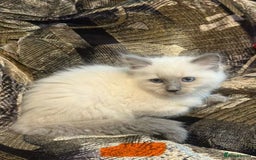 Ragdoll cats for sale: Peaceful cuddled Rag dolls for sale - Image 1