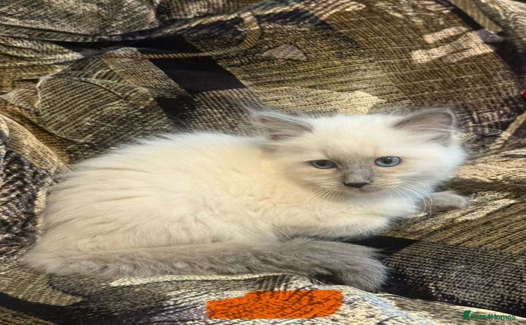 Ragdoll cats - Advert 4