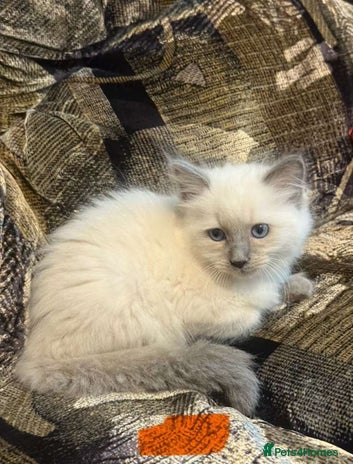 Ragdoll cats - Advert 1