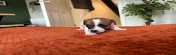 Jack Russell dogs for sale: Jack Russell Puppies - Girls - Advert 6