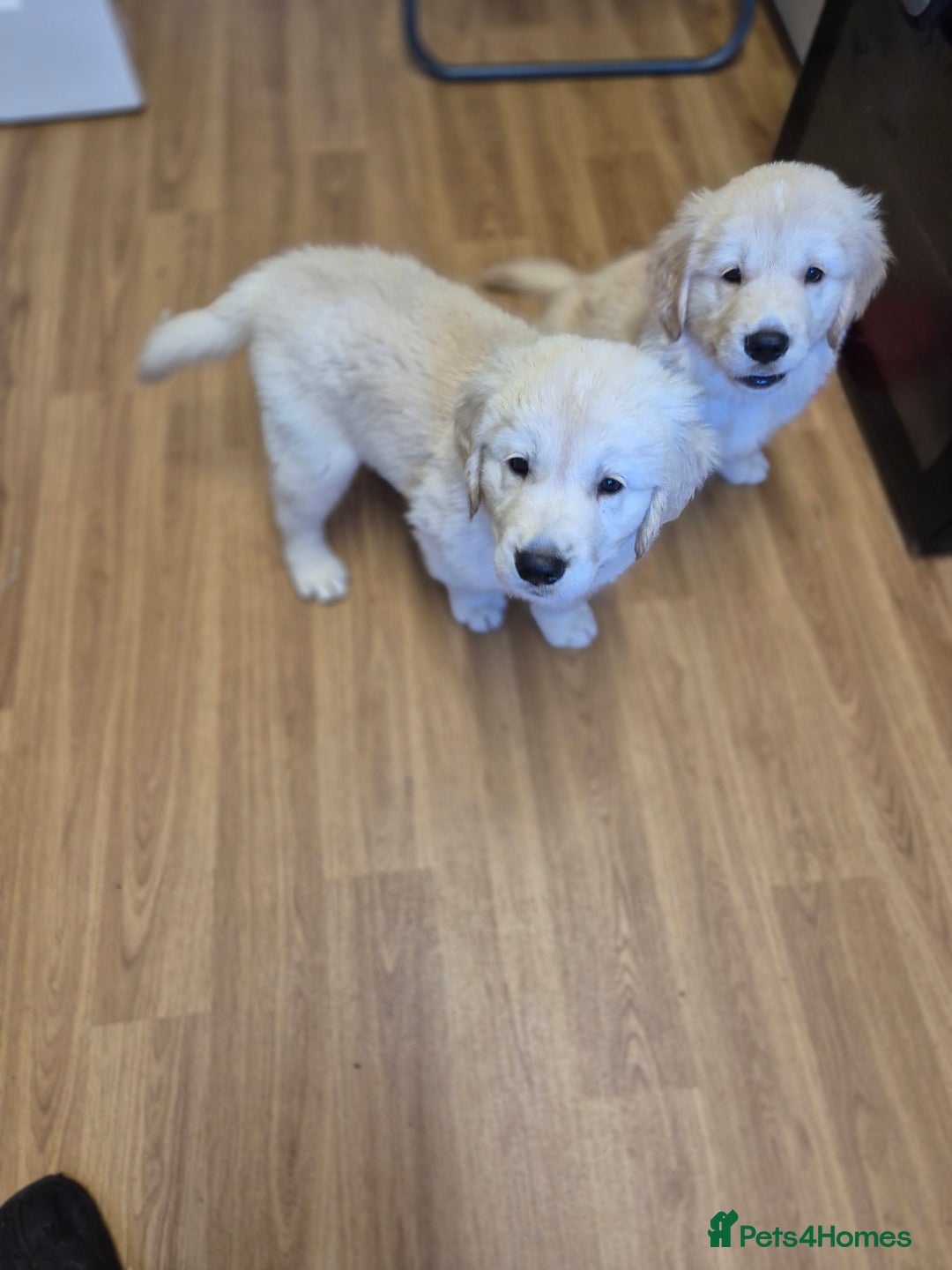 Golden Retriever dogs for sale: Golden retriever puppies  - Image 5